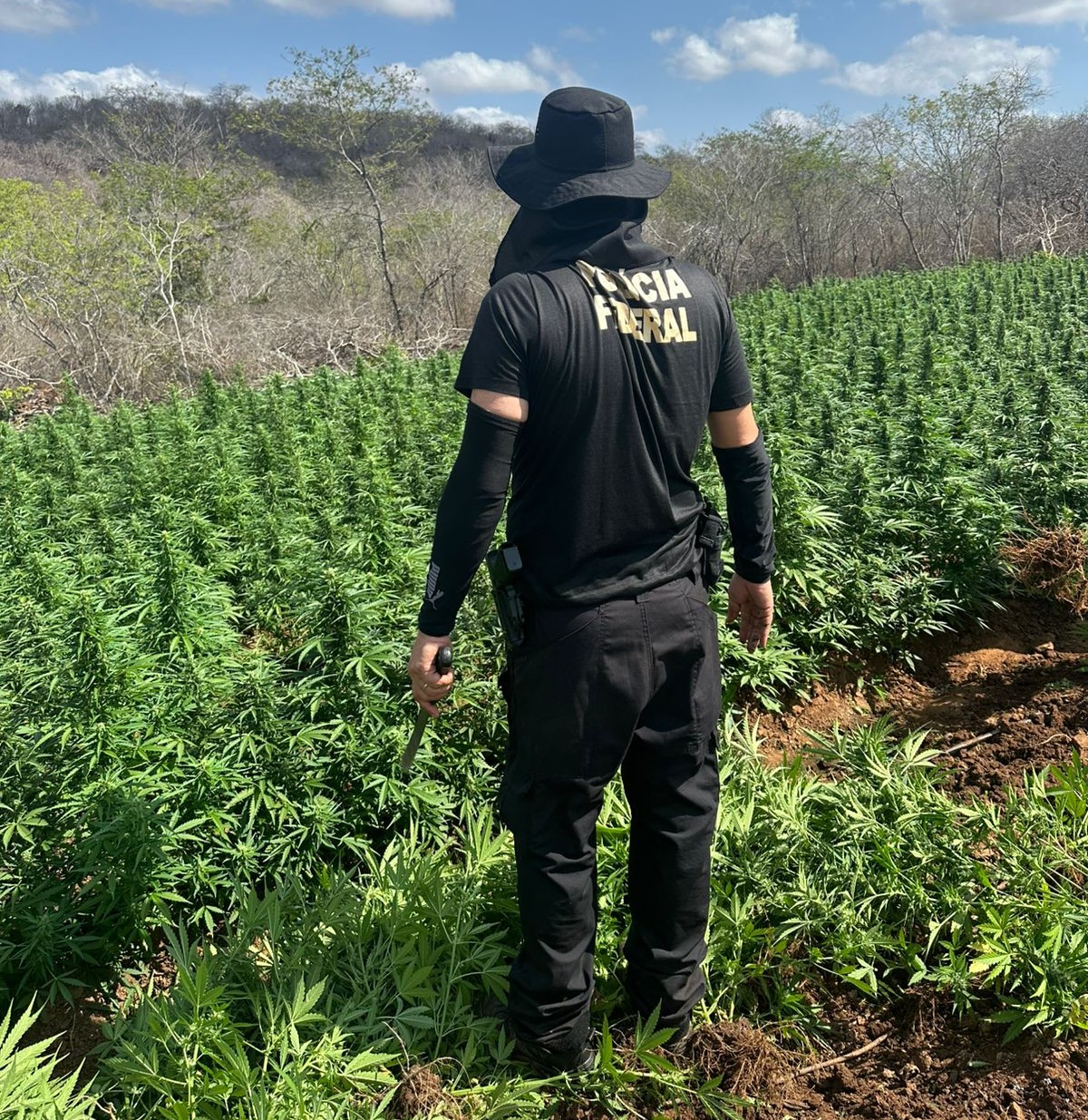 PF e PM erradicam 44 mil pés de maconha em megaoperação no Sertão da Paraíba