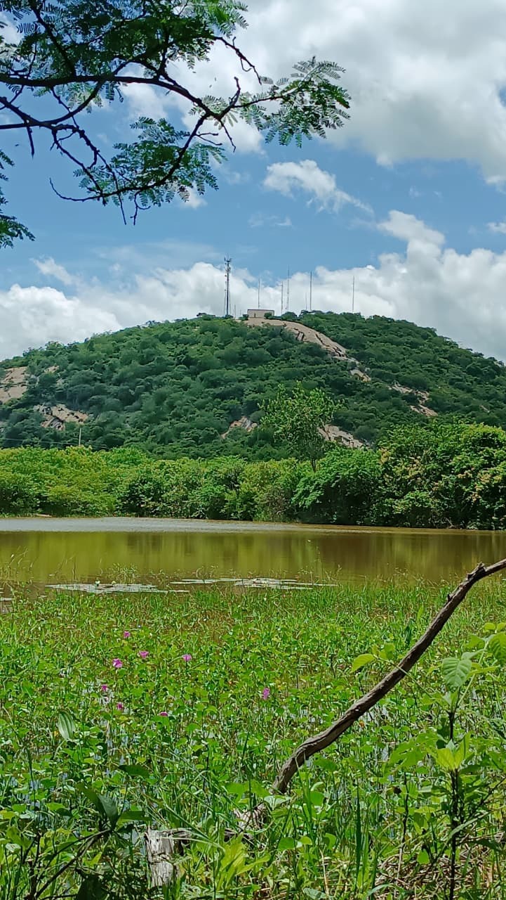 Descoberta na Paraíba: cientistas da UFPB identificam nova espécie de cupim nativa da Caatinga